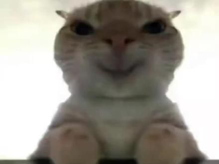 #猫猫的治愈时刻
