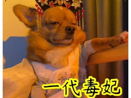 全网最戏精的小狗哈尼，一举一动都是行走的表情包！ #狗狗的心思都写在脸上了 #养狗的乐趣 #狗子成精了 #狗子日常