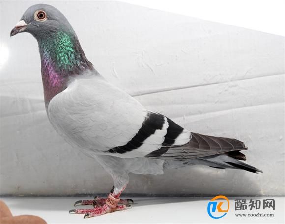 真的还有人养小鸟当宠物吗 为何选择鸟类做宠物