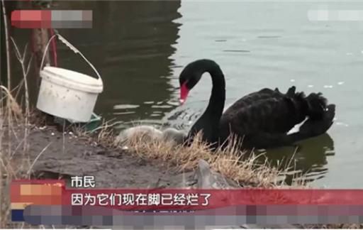 圆明园小天鹅被迫走冰致脚蹼溃烂 小天鹅脚蹼溃烂怎么治