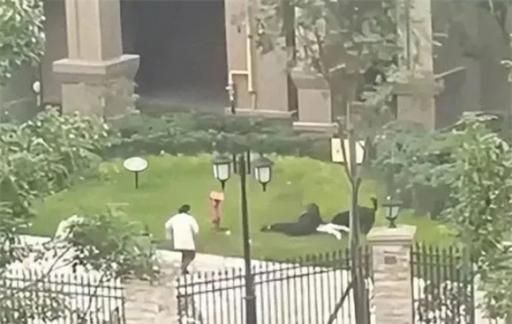 狗咬女童事件环卫工获见义勇为称号 狗咬小女孩后续如何