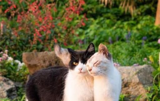 养猫猫一个月500够吗 需要给猫猫准备哪些物品