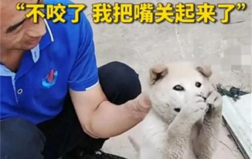 狗狗偷咬主人被抓包是否急忙捂嘴 网友怎么调侃