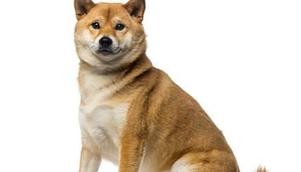 揭秘柴犬吠叫的八大原因（探究柴犬吠叫的真正用意，解读不同吠叫背后的含义）