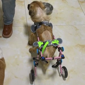关惠冰淘宝狗狗轮椅车后肢残疾狗后腿辅助大小型犬泰迪瘫痪支架猫咪