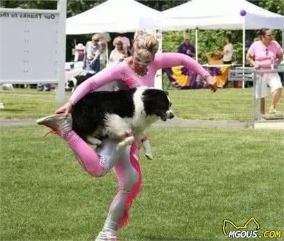 十种比较流行的犬类竞技运动，狗狗也能够做运动员
