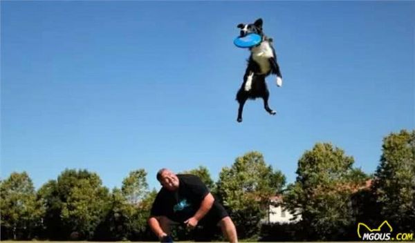 十种比较流行的犬类竞技运动，狗狗也能够做运动员