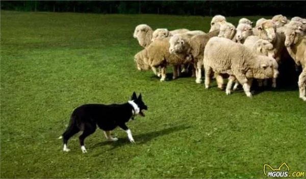 十种比较流行的犬类竞技运动，狗狗也能够做运动员