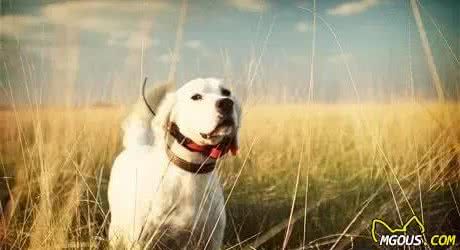 十种比较流行的犬类竞技运动，狗狗也能够做运动员
