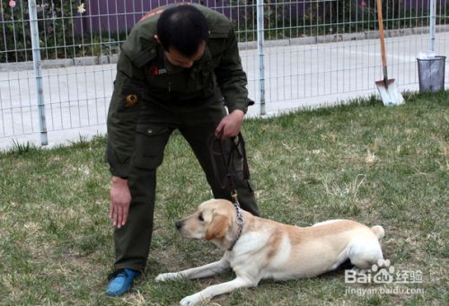 怎么叫狗狗趴下?