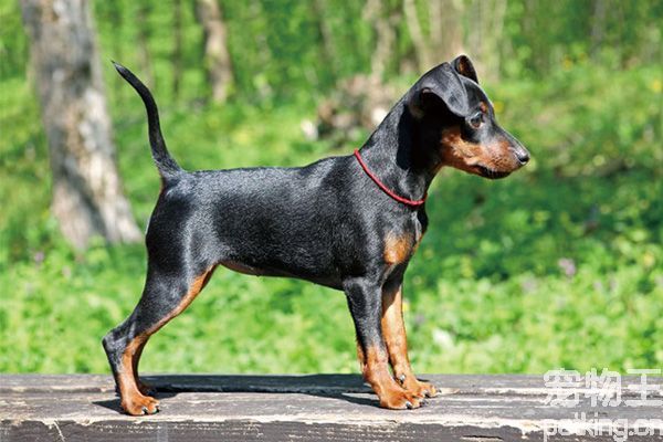 小鹿犬怎么训练