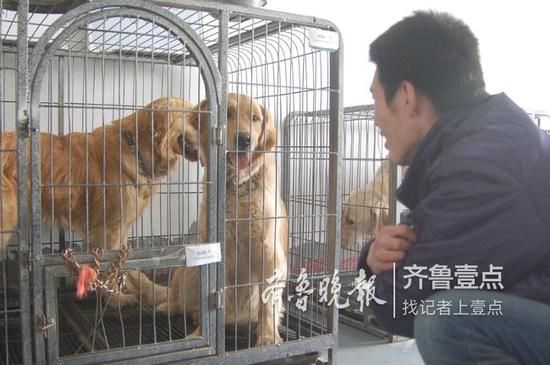 拉布拉多比较适合做导盲犬。齐鲁晚报·齐鲁壹点记者 段学虎 摄