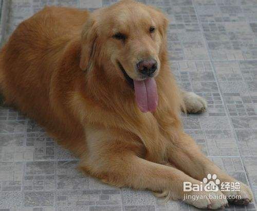 金毛犬的训练