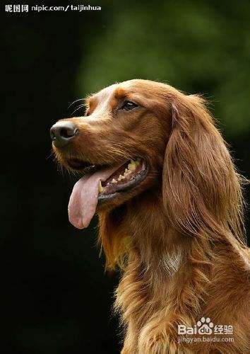 金毛犬的训练