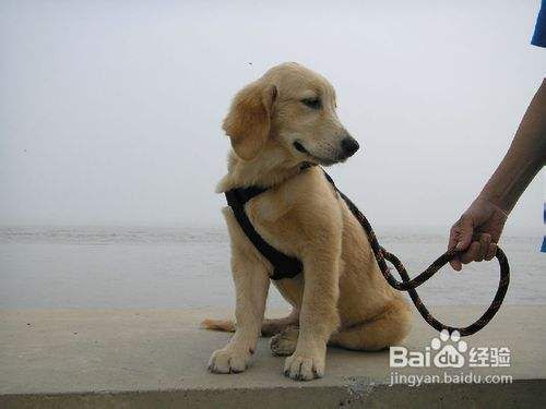 金毛犬的训练