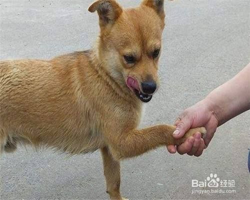 怎样教狗狗握手?