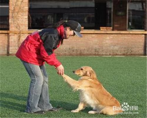 怎样教狗狗握手?