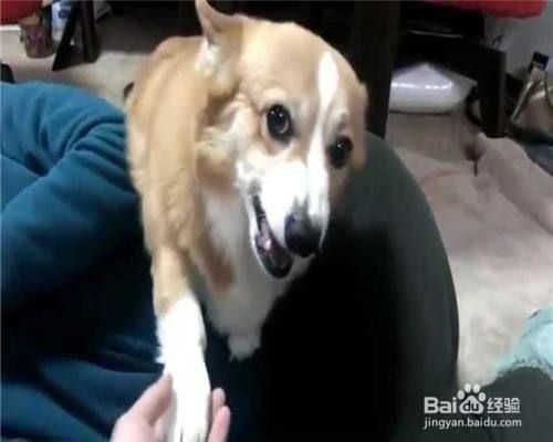 怎样教狗狗握手?
