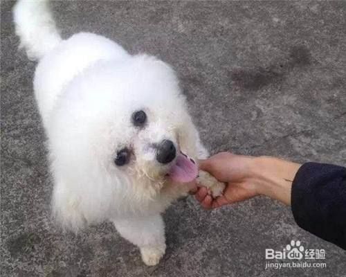 怎样教狗狗握手?