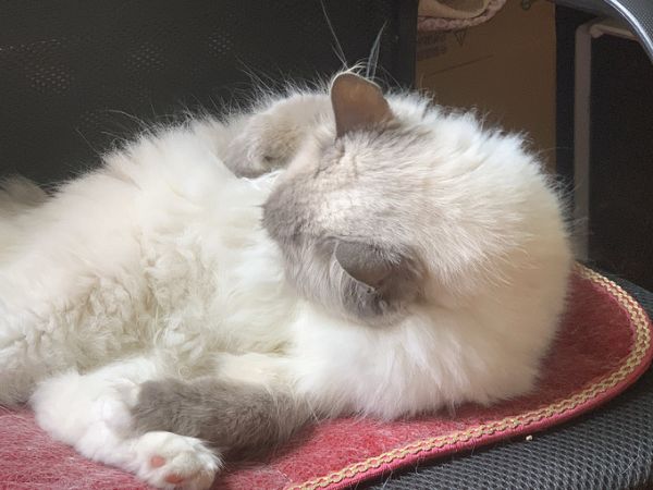 猫咪