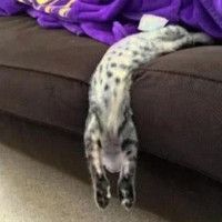 猫真的是液体！我有证据！