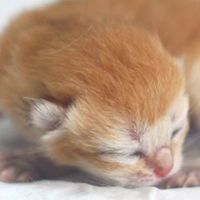 金渐层：猫咪界的土豪金！
