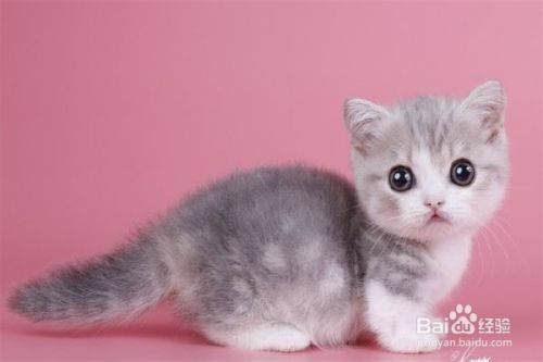 养猫应该注意些什么