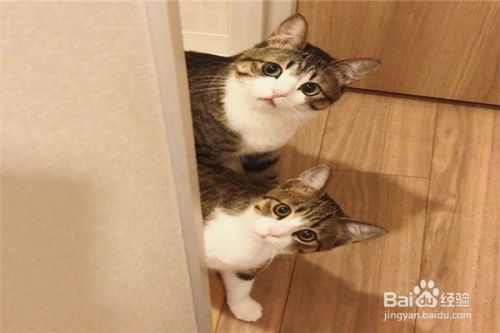 养猫应该注意些什么