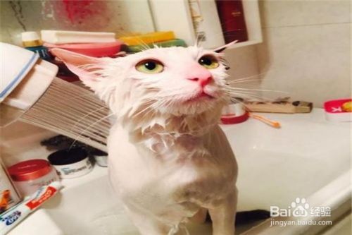 养猫应该注意些什么