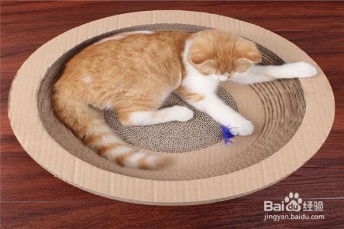 养猫应该注意些什么