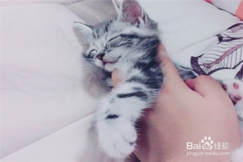 养猫应该注意些什么