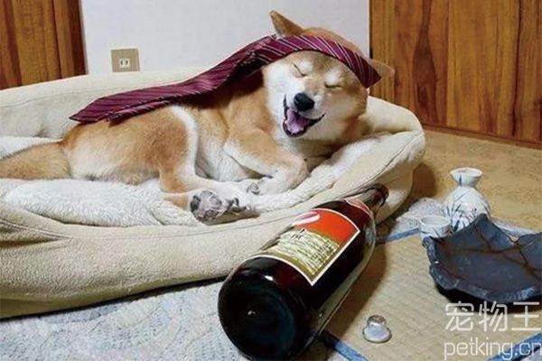 柴犬如何训练召回