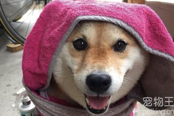 柴犬如何训练召回