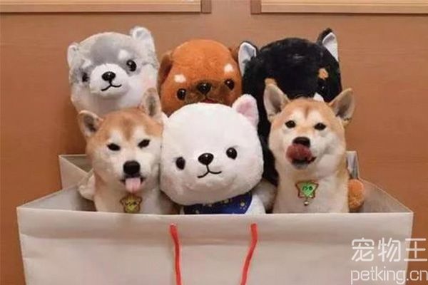 柴犬如何训练召回