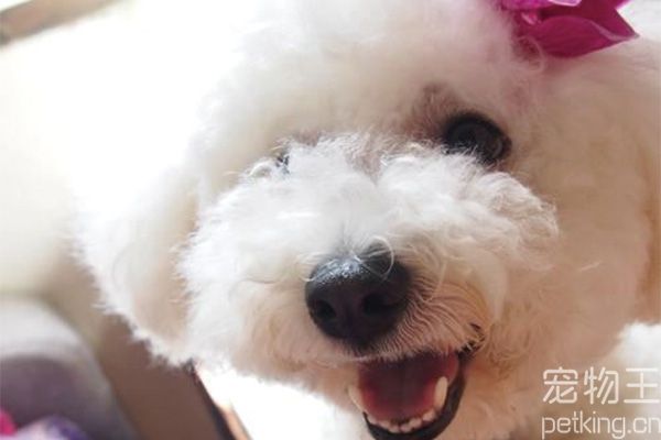 比熊犬召回训练方法及技巧