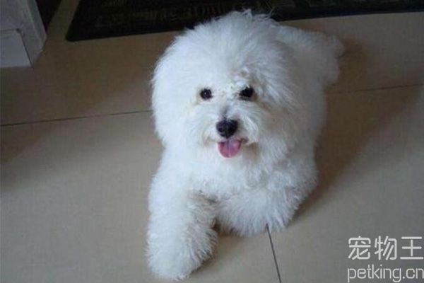 比熊犬召回训练方法及技巧