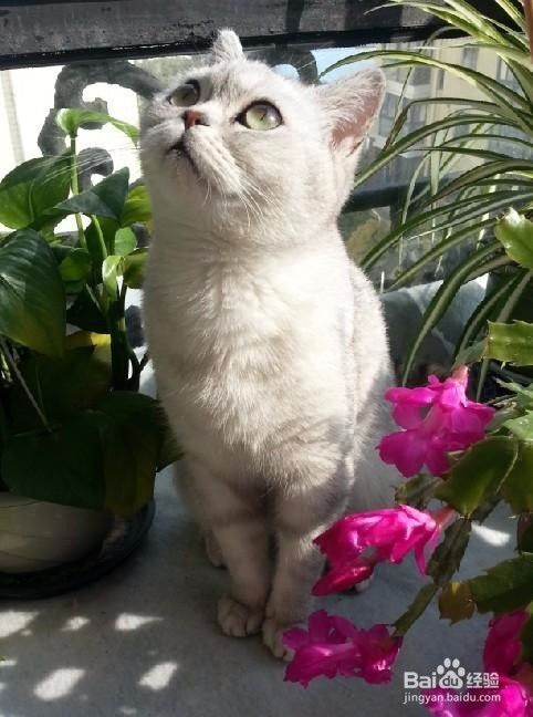 生活中猫咪的九大需求!