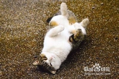 生活中猫咪的九大需求!