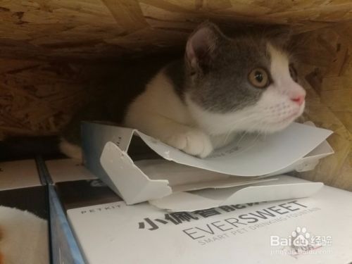 生活中猫咪的九大需求!