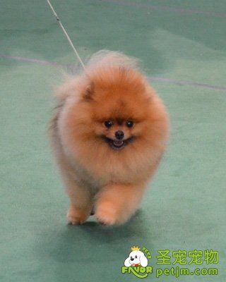 博美犬