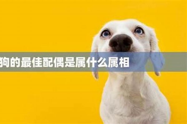 属相与宠物养宠之道：揭秘最佳搭配