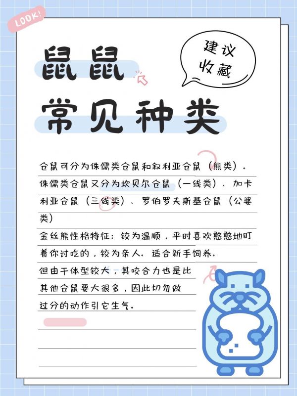 你不知道的仓鼠种类‼新手入第一支鼠鼠必看。!仓鼠都有哪些你不知道的种类?仓鼠品种大科普!你想认识的的都在这里了!#仓鼠日常 #仓鼠 #鼠鼠我呀 #金丝熊 #仓鼠