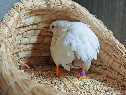 芦丁鸡下蛋全过程 芦丁鸡产蛋下蛋全过程，整个过程持续约一分钟，鸡妈妈下蛋太不容易了 #芦丁鸡养殖 #芦丁鸡蛋 #芦丁鸡