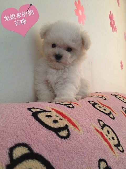 无条件转送出自己宝贝小比熊狗狗，因没时间照顾小比熊。 1.jpg