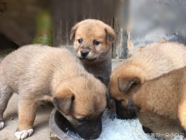 长沙宠物市场领养信息合集 ｜ 223期