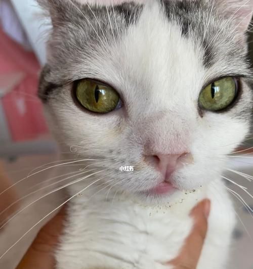 揭秘猫咪胡须老是卷的原因（从宠物角度探究胡须现象）