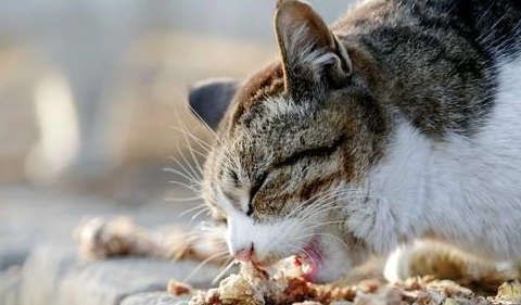 流浪猫与宠物猫之间有什么区别呢?