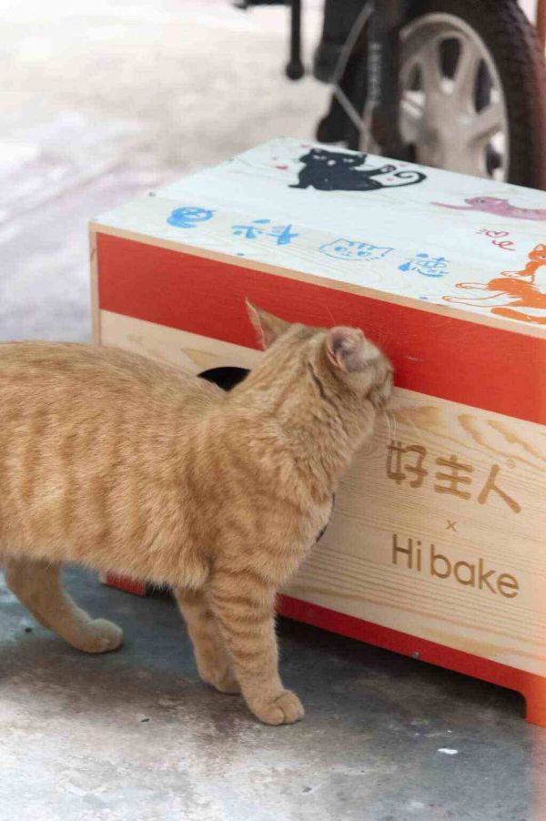 守护流浪猫咪，引领公益新风尚！好主人联合高校传递科学喂养理念