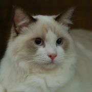布偶猫园