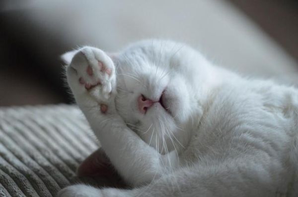 饲养猫狗家庭，怎么去除室内宠物异味？掌握这几点轻松除臭！